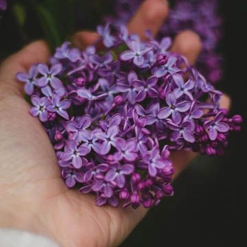 Бузок в Диканьці + галушки в Полтаві