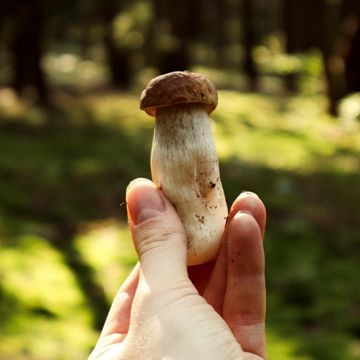 Осінь у Міжрічинському парку